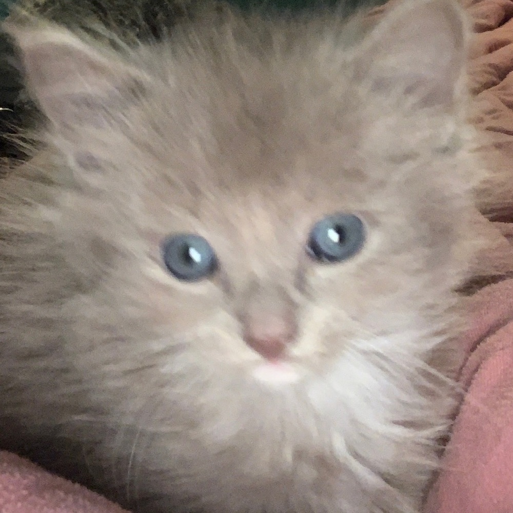 Meet your Posher, Maria